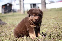 Dory, a female Australian Shepherd for sale in Stoutland, MO – Photo 2 of 4