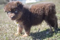 Dory, a female Australian Shepherd for sale in Stoutland, MO – Photo 3 of 4