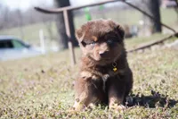 Dory, a female Australian Shepherd for sale in Stoutland, MO – Photo 1 of 4