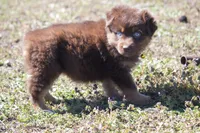 Dory, a female Australian Shepherd for sale in Stoutland, MO – Photo 4 of 4
