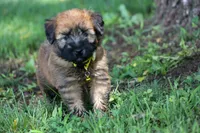 AKC Kadie, a female Soft Coated Wheaten Terrier for sale in Stoutland, MO – 2 of 5