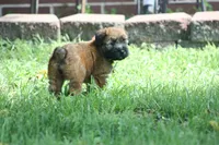 AKC Kadie, a female Soft Coated Wheaten Terrier for sale in Stoutland, MO – 5 of 5