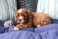 Rocky, a male Cavalier King Charles Spaniel for sale in Stoutland, MO – 2 of 3