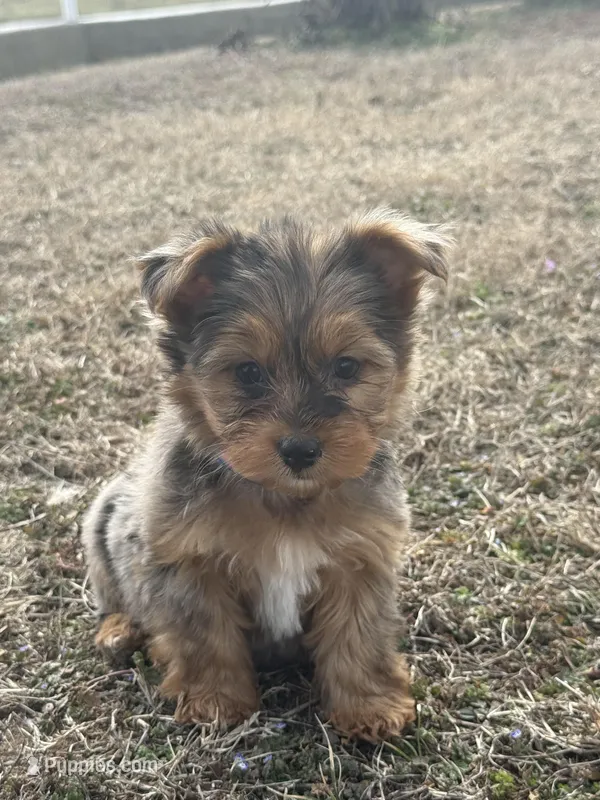 Sally , a female Yorkshire Terrier for sale in Stoutland, MO – Photo 1 of 3