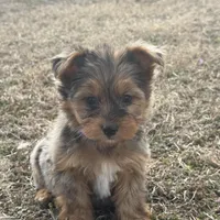 Sally , a female Yorkshire Terrier for sale in Stoutland, MO – Photo 1 of 3