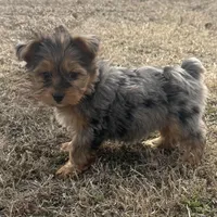Sally , a female Yorkshire Terrier for sale in Stoutland, MO – Photo 2 of 3