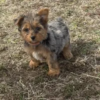 Sally , a female Yorkshire Terrier for sale in Stoutland, MO – Photo 3 of 3