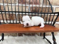 Julie, a female Jack Russell Terrier for sale in Stoutland, MO – 5 of 5