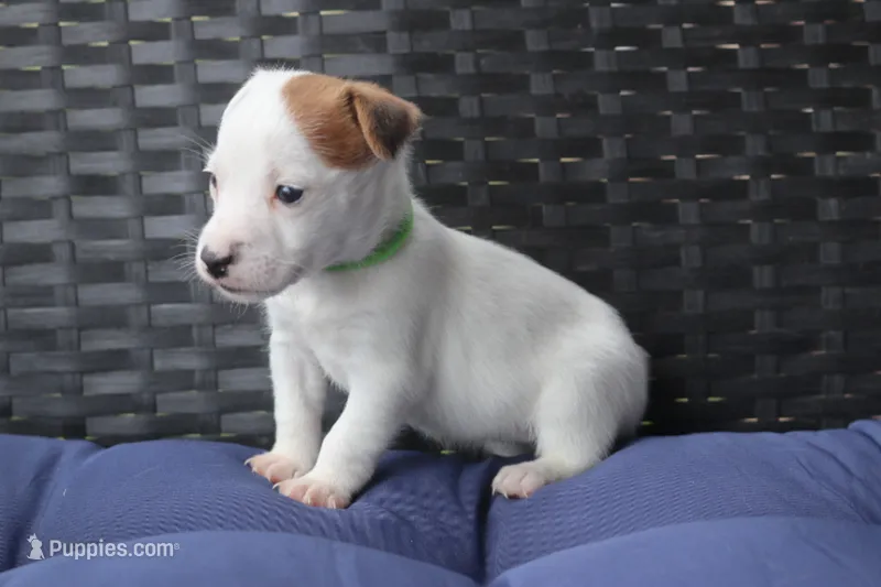 Jane – Jack Russell Terrier puppy for sale in Stoutland, MO