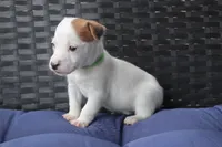 Jane, a female Jack Russell Terrier for sale in Stoutland, MO – 3 of 9