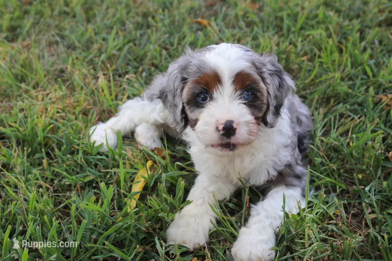 Prince – Cavapoo puppy for sale in Stoutland, MO
