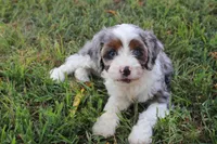 Prince, a male Cavapoo for sale in Stoutland, MO – 1 of 6