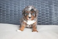 Max, a male Cavapoo for sale in Stoutland, MO – Photo 3 of 4