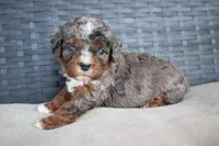 Max, a male Cavapoo for sale in Stoutland, MO – Photo 1 of 4