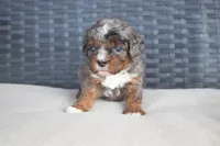 Max, a male Cavapoo for sale in Stoutland, MO – Photo 2 of 4