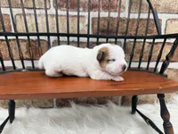 Julie, a female Jack Russell Terrier for sale in Stoutland, MO – 4 of 5