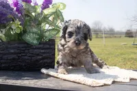 Lindsay, a female Cockapoo for sale in Stoutland, MO – Photo 4 of 4