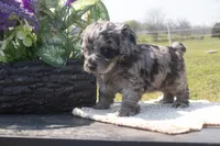 Lindsay, a female Cockapoo for sale in Stoutland, MO – Photo 3 of 4