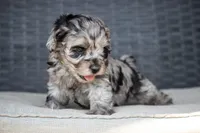 Lindsay, a female Cockapoo for sale in Stoutland, MO – Photo 2 of 4