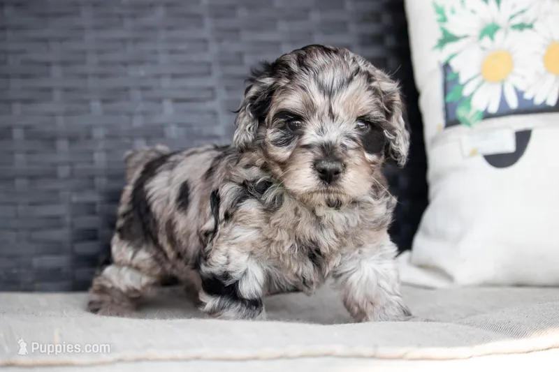 Lindsay – Cockapoo puppy for sale in Stoutland, MO