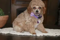 Sugar, a female Poodle - Miniature  for sale in Stoutland, MO – 3 of 3