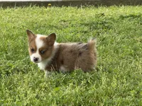 Willy, a male Pembroke Welsh Corgi for sale in Stoutland, MO – 2 of 4