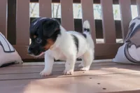 Mark, a male Jack Russell Terrier for sale in Stoutland, MO – 3 of 4
