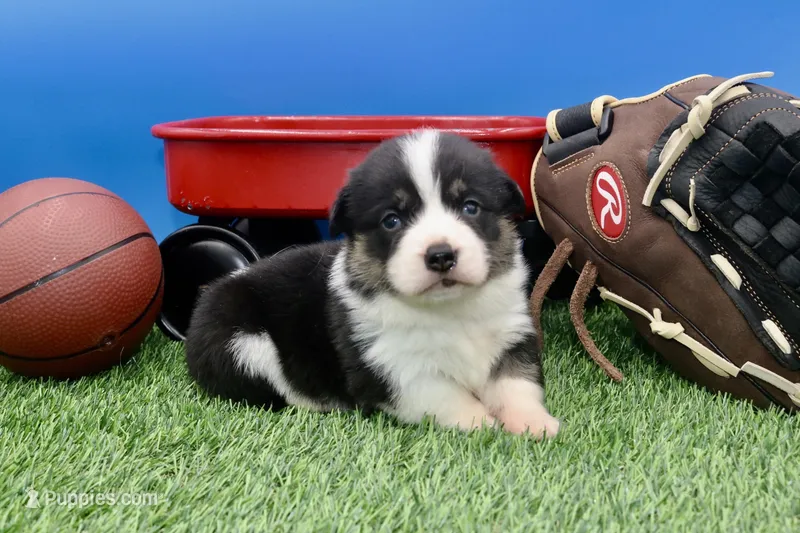 Slider AKC/Genetic Clear