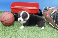 Slider AKC/Genetic Clear, a male Pembroke Welsh Corgi for sale in Stoutland, MO – Photo 2 of 4