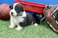 Slider AKC/Genetic Clear, a male Pembroke Welsh Corgi for sale in Stoutland, MO – Photo 3 of 4