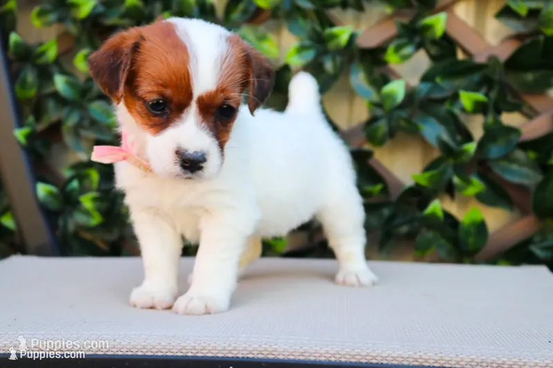 Sally – Jack Russell Terrier puppy for sale in Stoutland, MO