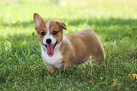 AKC Violet, a female Pembroke Welsh Corgi for sale in Stoutland, MO – 2 of 3