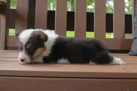 AKC Grant, a male Pembroke Welsh Corgi for sale in Stoutland, MO – 4 of 4