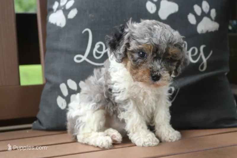 Becky – Cavapoo puppy for sale in Stoutland, MO