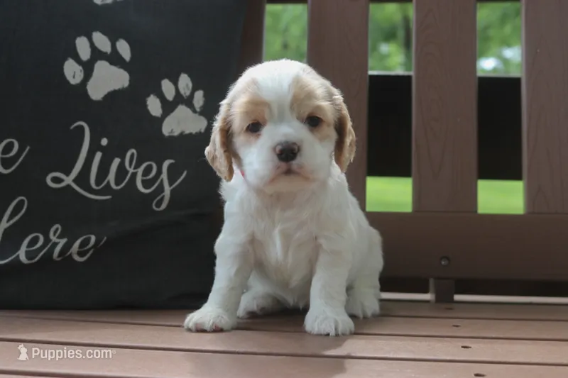Sissy – Cocker Spaniel puppy for sale in Stoutland, MO