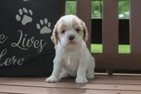 Sissy, a female Cocker Spaniel for sale in Stoutland, MO – 1 of 7