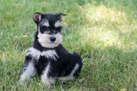 Jewels, a female Miniature Schnauzer for sale in Stoutland, MO – 2 of 8