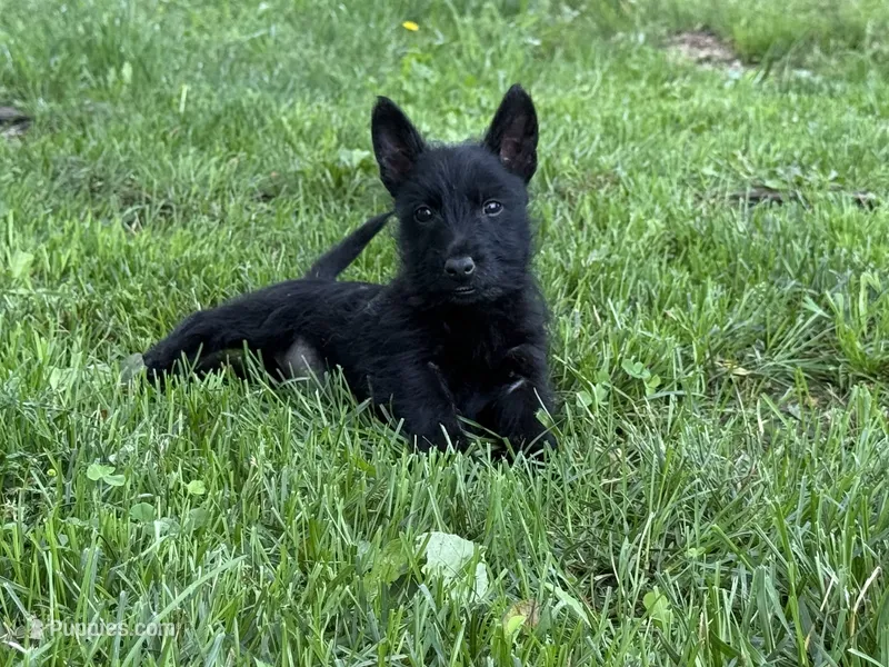 Susan  – Scottish Terrier puppy for sale in Stoutland, MO