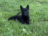 Susan , a female Scottish Terrier for sale in Stoutland, MO – 1 of 3