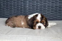 Tommy, a male Cocker Spaniel for sale in Stoutland, MO – Photo 2 of 4