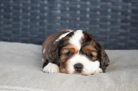 Tommy, a male Cocker Spaniel for sale in Stoutland, MO – Photo 1 of 4