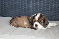 Tommy, a male Cocker Spaniel for sale in Stoutland, MO – Photo 4 of 4