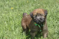 AKC Sadie, a female Soft Coated Wheaten Terrier for sale in Stoutland, MO – 2 of 7
