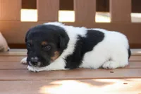 Sassy, a female Jack Russell Terrier for sale in Stoutland, MO – 1 of 3