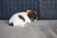 Rachel, a female Jack Russell Terrier for sale in Stoutland, MO – Photo 3 of 4