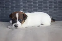 Rachel, a female Jack Russell Terrier for sale in Stoutland, MO – Photo 4 of 4