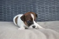 Rachel, a female Jack Russell Terrier for sale in Stoutland, MO – Photo 2 of 4