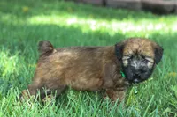 AKC Sadie, a female Soft Coated Wheaten Terrier for sale in Stoutland, MO – 4 of 7
