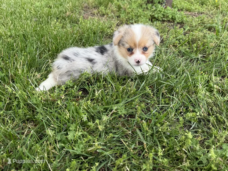 Wanda, a female Pembroke Welsh Corgi for sale in Stoutland, MO – 1 of 4