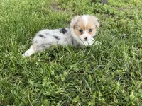 Wanda, a female Pembroke Welsh Corgi for sale in Stoutland, MO – 1 of 4